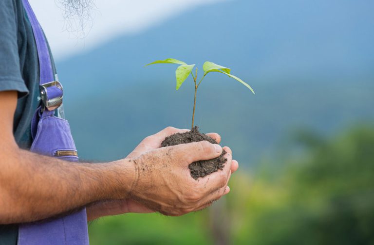 روشهای کاشت انواع گلهای زینتی و آپارتمانی در گلخانه